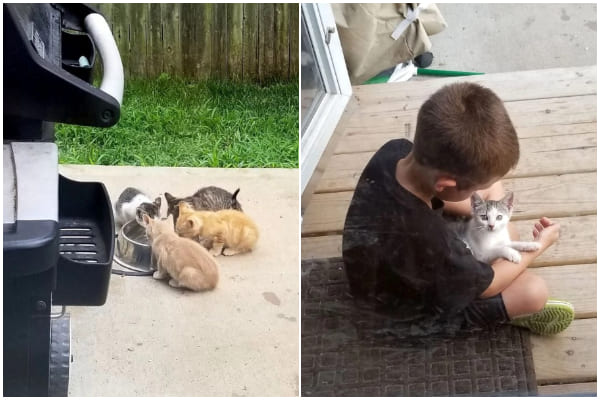 Starving Kitten Looks for Food in Family's Yard and Gets a New Chance at Life