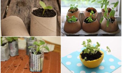 14 DIY Seed Starter Pots from Household Items
