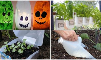 19 Clever Uses for Plastic Milk Jugs in Your Home and Garden
