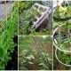 21 DIY Inexpensive Trellis for Climbing Plants
