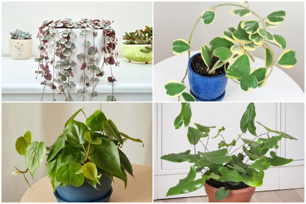 10 Indoor Plants That Display Heart-Shaped Leaves