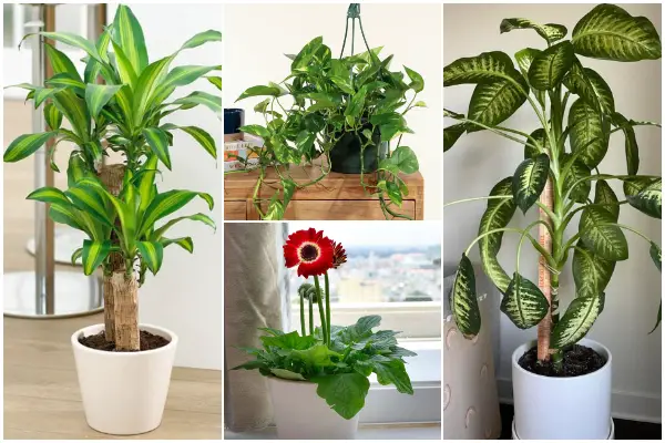 12 Best Houseplants Releasing Oxygen to Improve Health and Productivity