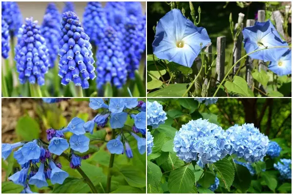 15 Best Blue Flowers to Add Charm to Any Garden