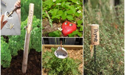 18 Easy DIY Plant Marker Crafts