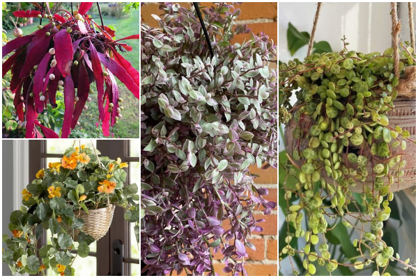19 Gorgeous Trailing Plants for Overhead Space