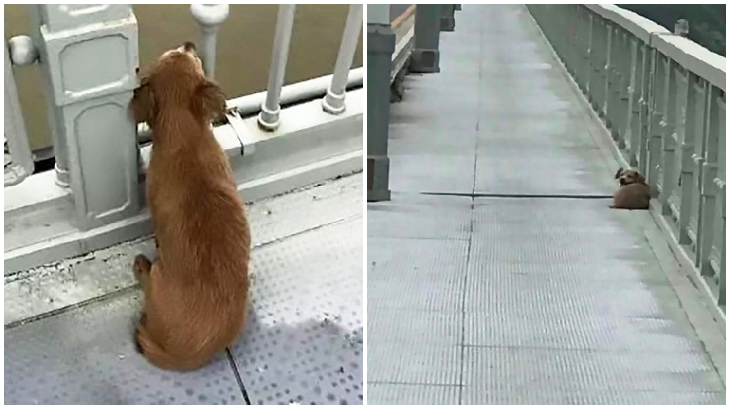 Heartbroken Dog Waits on Bridge for Four Days After Witnessing His Owner Jumping into River