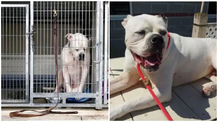 Lonely Shelter Dog Yearns for a Loving Home As No One Adopted Him