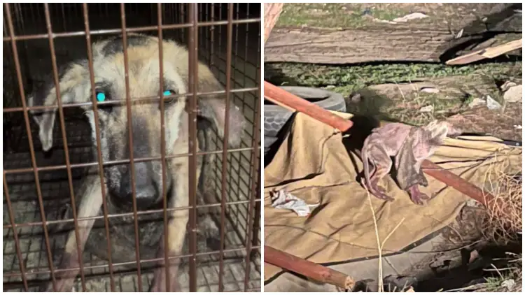Poor Dog Abandoned In an Old, Tattered Jacket Makes Astonishing Recovery
