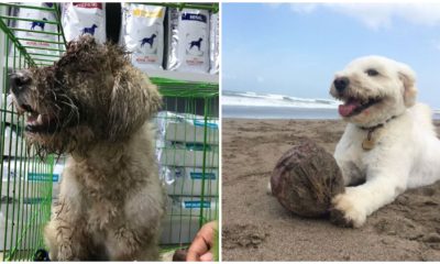 The Incredible Recovery of Dog with a Hole in Her Head After Being Adopted