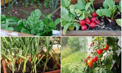 11 Easy-to-grow Vegetables for Window Boxes