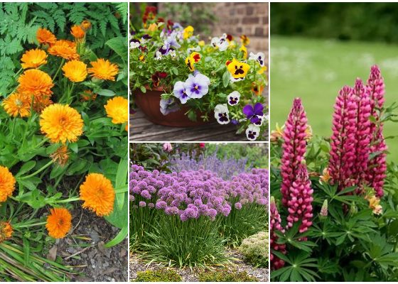 16 Best Beautiful Flowers That Grow Easily in Any Conditions