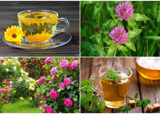 17 Popular Herbal Tea Plants to Grow in Garden