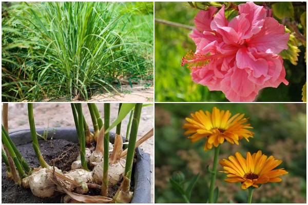 24 Popular Medicinal Plants to Grow in Garden
