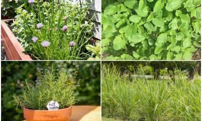 9 Heat-loving Herbs That Grow Best In Sunny Gardens
