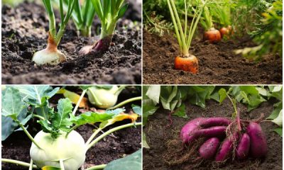 Best Root Vegetables to Grow in the Garden