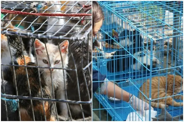 1,000 Cats in China Rescued from Being Sold as Meat