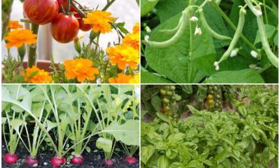 12 Best Plants That Grow Well with Tomatoes for a Better Harvest and Soil