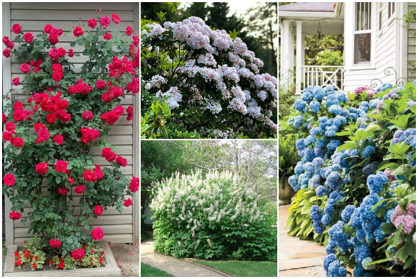 15 Best Flowering Shrubs and Bushes for Colorful Landscape Year-round