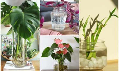 15 Houseplants That Grow Well in Vases with Water