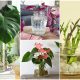 15 Houseplants That Grow Well in Vases with Water