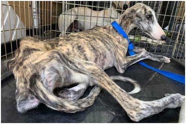 AƄandοned Hunting Dog Won’t Stop Crying, But Days Later She Giʋes Rescuers Hope