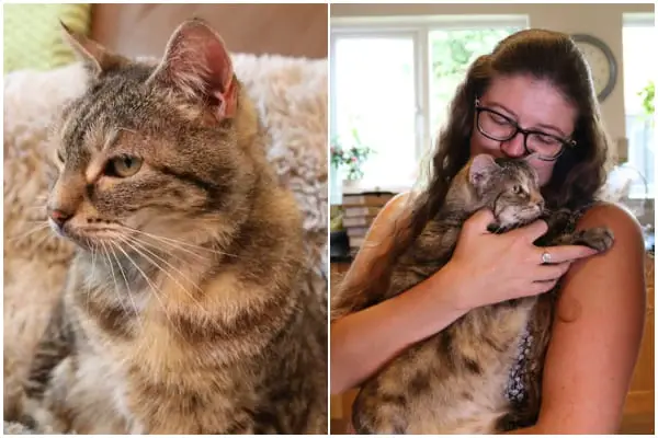 Cambridgeshire Cat Sets Record for Loudest Purr in Guinness World Record