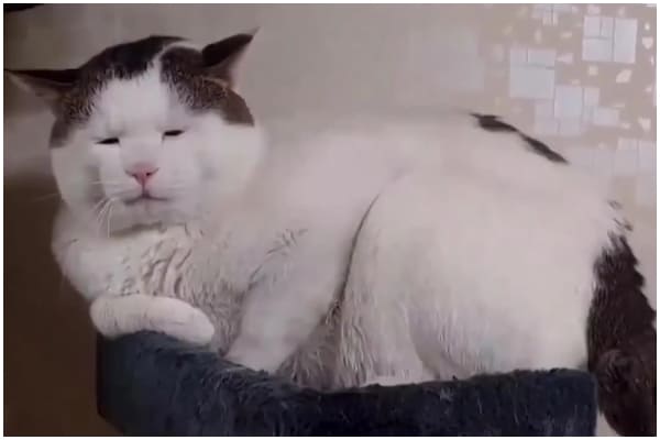 Cat with Droopy Eyes Becomes Internet Sensation for Unique Look