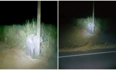 Caught Red-Handed Eating Sugarcane, Baby Elephant Hides Behind A Narrow Pole