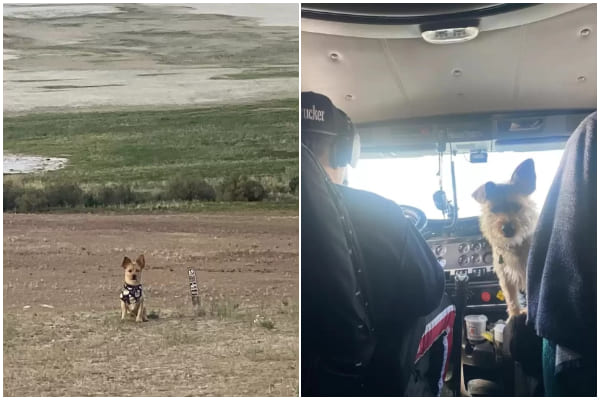 Dog's Joyful Reaction After Finding Owner Lost for Weeks