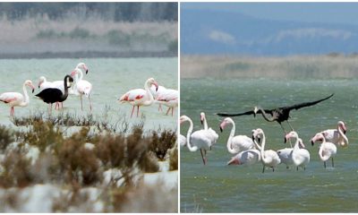 Extremely Rare Black Black Flamingo Captured On Camera In Cyprus