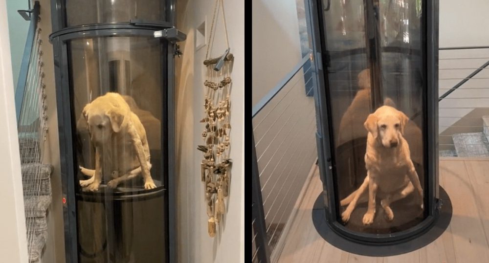 Family builds an elevator for their puppy who can’t climb the stairs