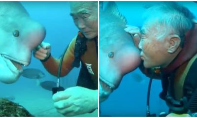 Japanese Diver Makes Friend With A Wrasse Fish And It Lasts For 25 Years Now