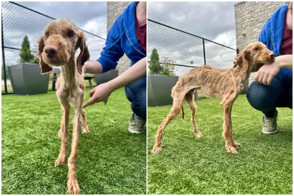 Lost Dog Rescued and Ready for a Better Life Ahead