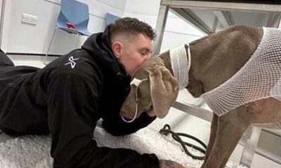 Owner left with $20,000 vet bill refuses to let dog die, raises money to save her life