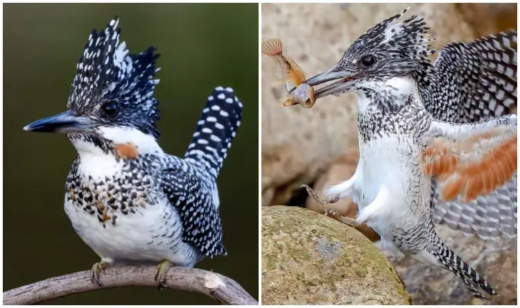 Shaggy Mohawk And Stunning White Plumage Flecked With Black On Back And Wings, Crested Kingfisher Is Worth Attention