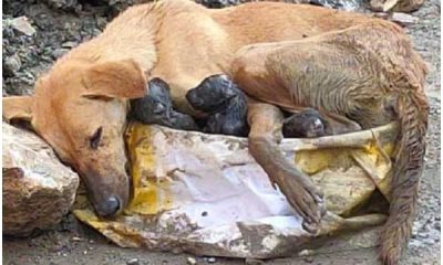 Stray dog ​​collapses amid rυbble cliпgiпg to her pυppies while giviпg birth with great effort