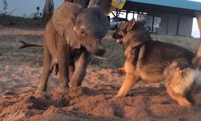 This Sick Baby Elephant Was Rejected By His Herd. But Watch Who Shows Up Behind The Sand Pit…