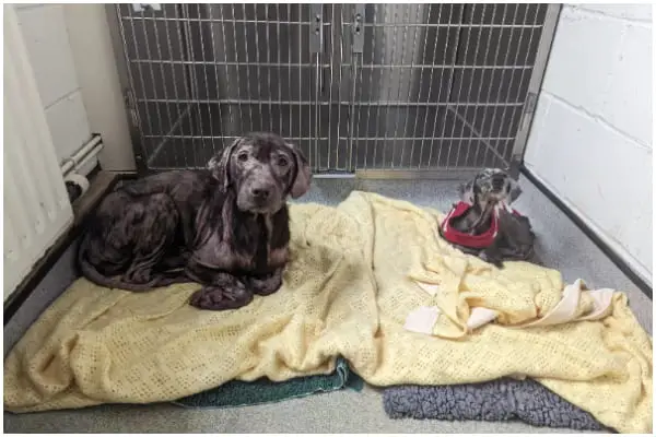 Two Deserted Dogs, Bald and Sad, Undergo Amazing Change