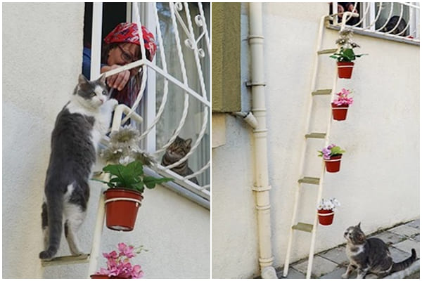 Woman Makes Special Ladder for Stray Cats to Come Inside When It's Cold