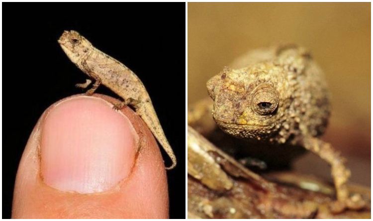 ‘Smallest Reptile on Earth’ Discovered in Madagascar