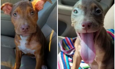 As she exits the shelter, the happiest puppy can’t stop wagging its tail