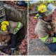 Firefighters Rescue Dog That Fell Into Well