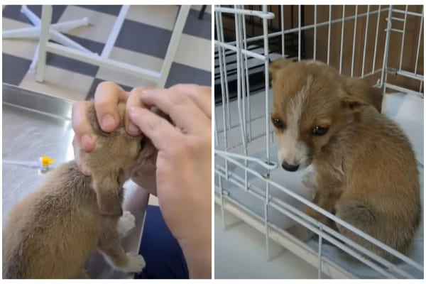 Puppy Lived In Fear Beneath the wheels of the train, But Now She Lives Like A Queen