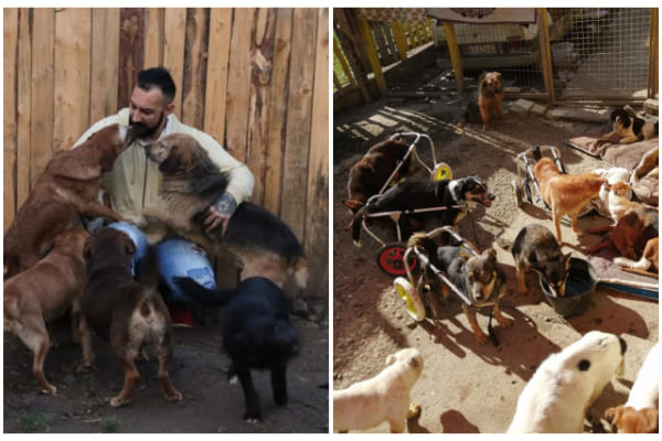 Great man takes care of 50 disabled dogs that he saved from certain death