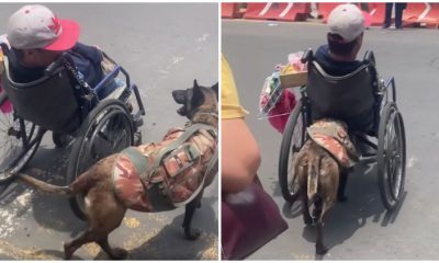 Loyal Dog Goes Viral After Being Recorded Pushing His Owner In A Wheelchair