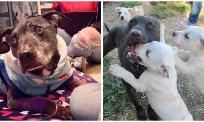 Abused Dog Has The Most Unusual Smile And He’s Beautiful