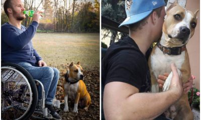 Wheelchair-bound Man and His Dog A Touching Story of Unusual Bond and Unconditional Love