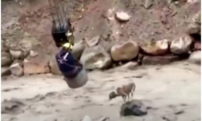 A Worker Uses Crane To Save Dog Stranded In The River