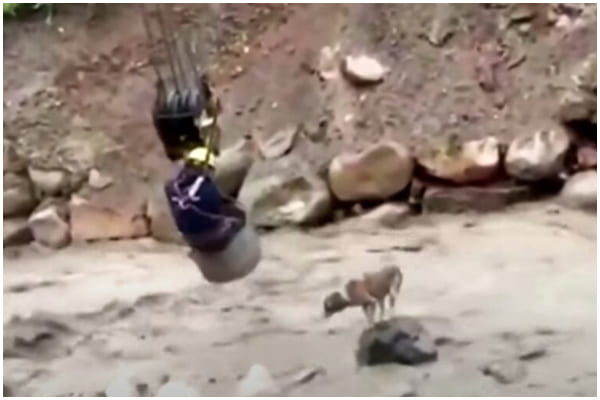 A Worker Uses Crane To Save Dog Stranded In The River