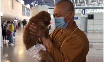 Buddhist Monk Spends His Life to Rescuing Many Stray Dogs
